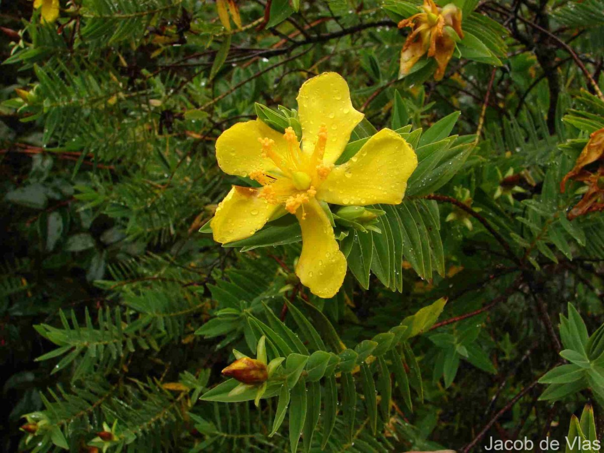 Hypericum mysurense Wall. ex Wight & Arn.